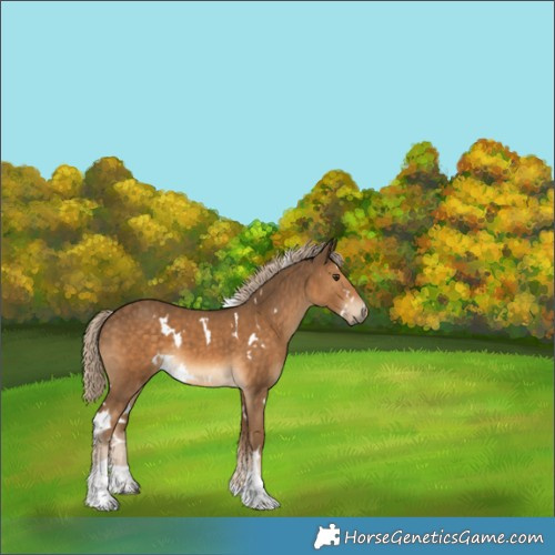 Horse Color:White Spotted Chocolate Palomino Tobiano