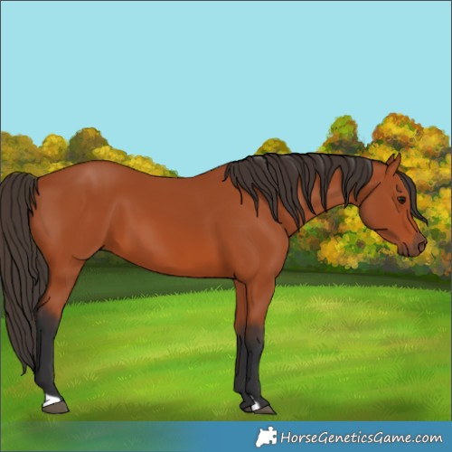 Horse Color:Bay 