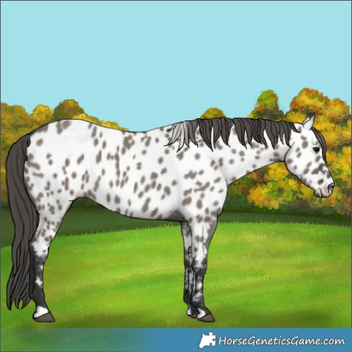 Horse Color:Grullo Near Leopard 