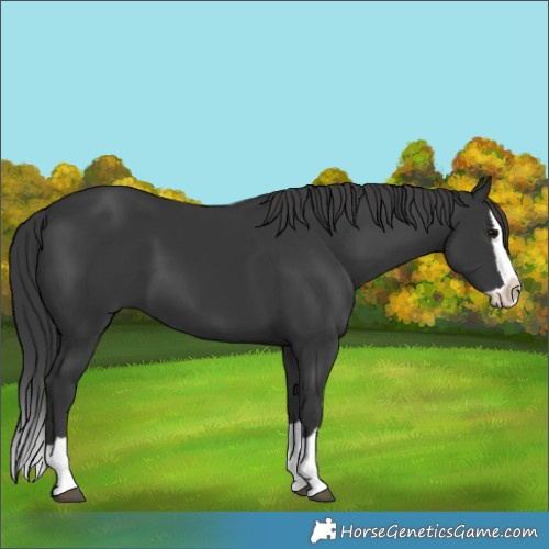 Horse Color:Black Splash 