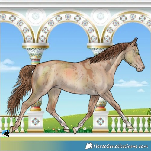 Horse Color:Gold Champagne Dun Sabino Brindle
