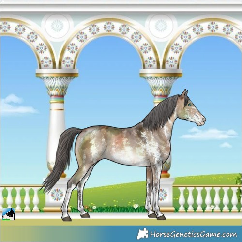 Horse Color:Brown Dun Merle Sabino Splash Rabicano 