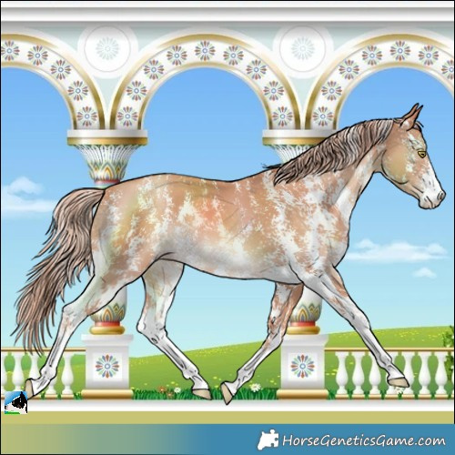 Horse Color:Gold Champagne Sabino 