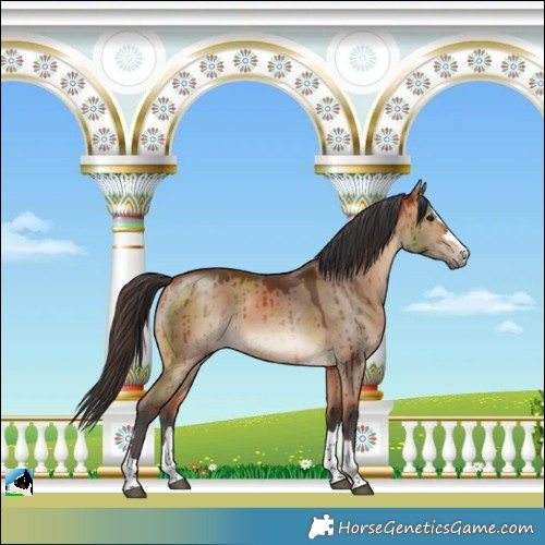 Horse Color:Bay Dun Rabicano Brindle 