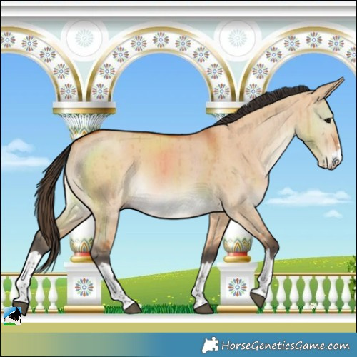Horse Color:Bay Dun Rabicano Brindle