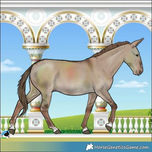 Horse Color:Liver Red Dun
