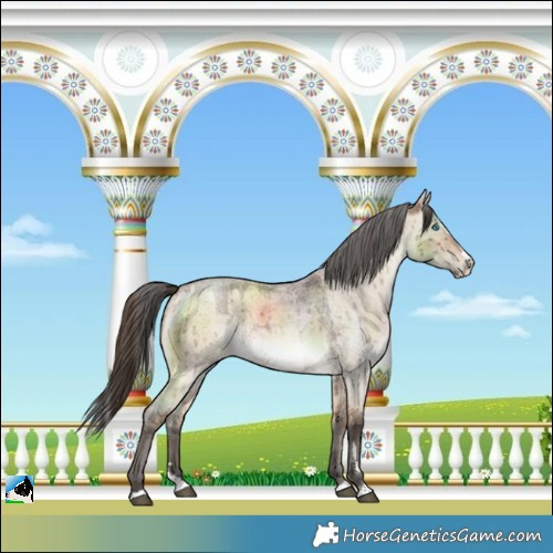 Horse Color:Bay Roan Dun Merle Splash Rabicano Brindle 
