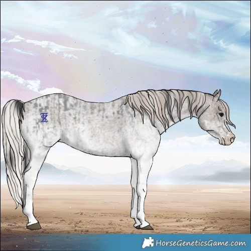 Horse Color:White Spotted Blue Roan Rabicano  and White Spotted Silver Blue Roan Rabicano 