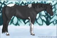 Horse Color:Black Tobiano 
