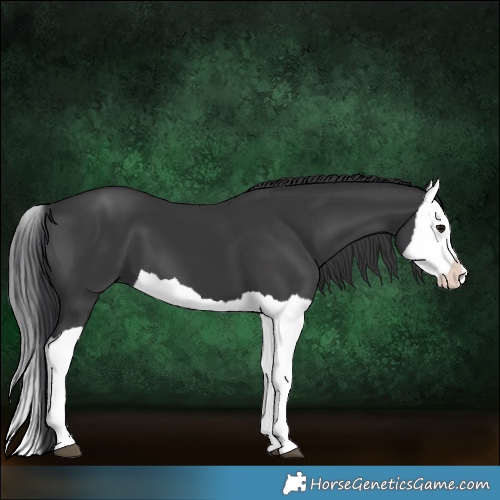 Horse Color:Black Splash