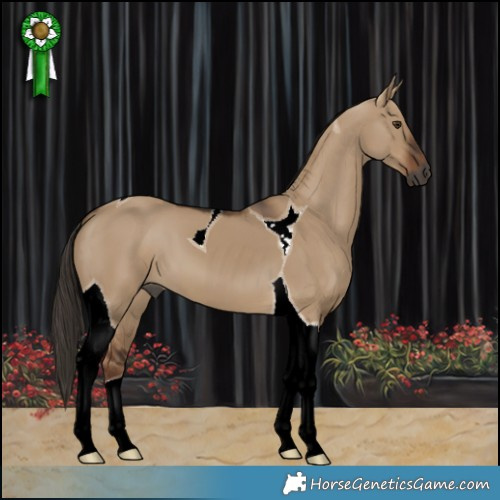 Horse Color:Gray Liver Red Dun Tobiano