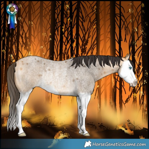 Horse Color:Buckskin Roan Splash Rabicano