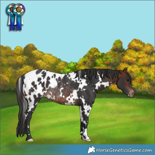 Horse Color:White Spotted Bay Blanket Rabicano
