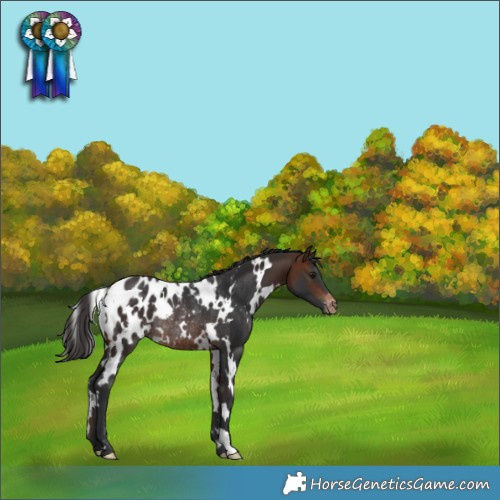 Horse Color:White Spotted Bay Blanket Rabicano 