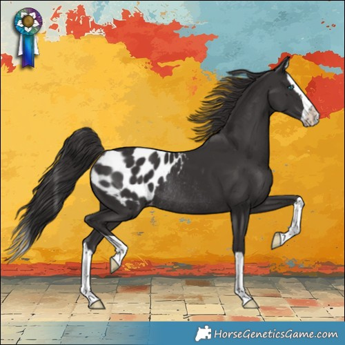 Horse Color:Smoky Black Splash Blanket Rabicano 