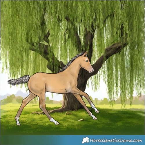 Horse Color:Gray Silver Amber Cream Champagne Dun 