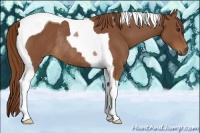 Horse Color:Chestnut Tobiano Rabicano