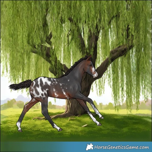 Horse Color:Bay Sabino Blanket 