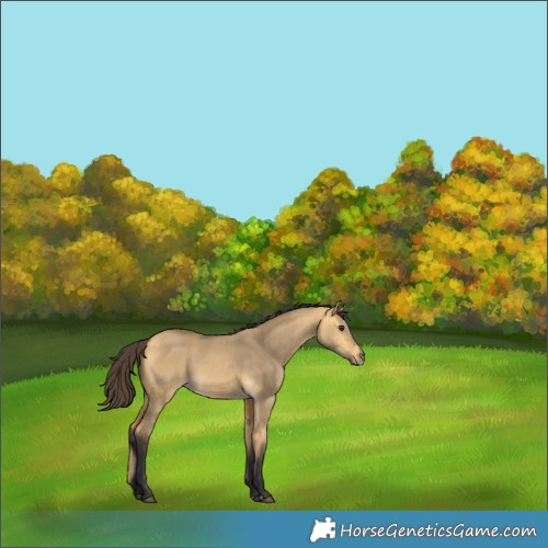 Horse Color:Buckskin Dun 