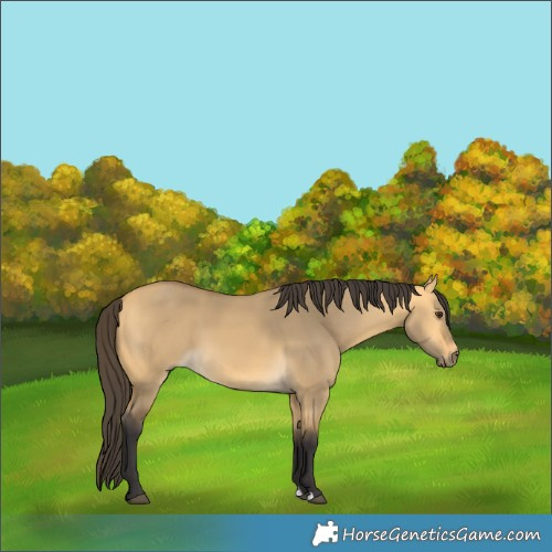 Horse Color:Buckskin Dun