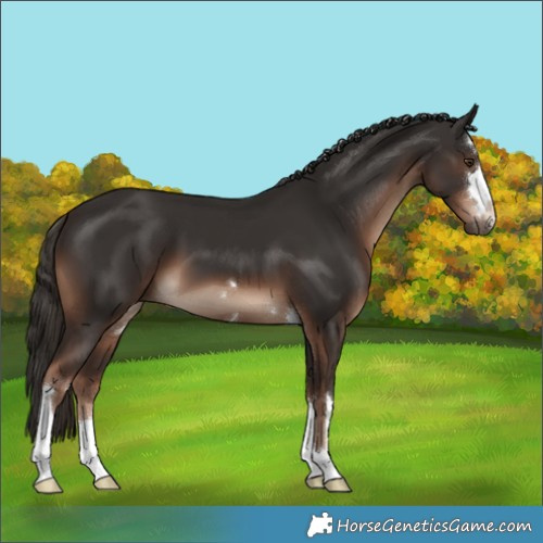 Horse Color:Liver Chestnut 