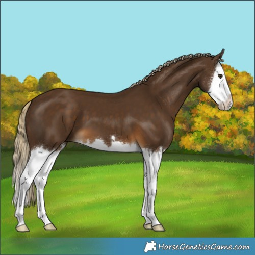 Horse Color:Chocolate Palomino Splash