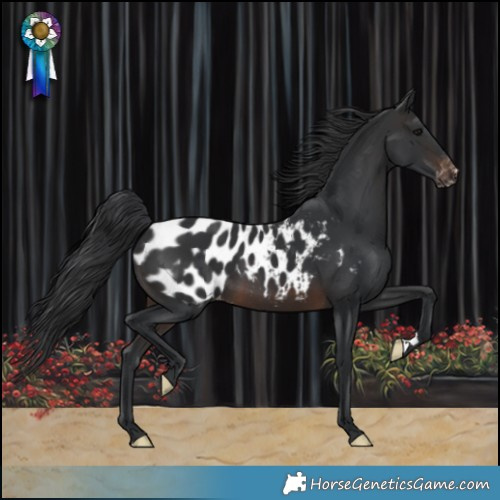 Horse Color:Brown Blanket 