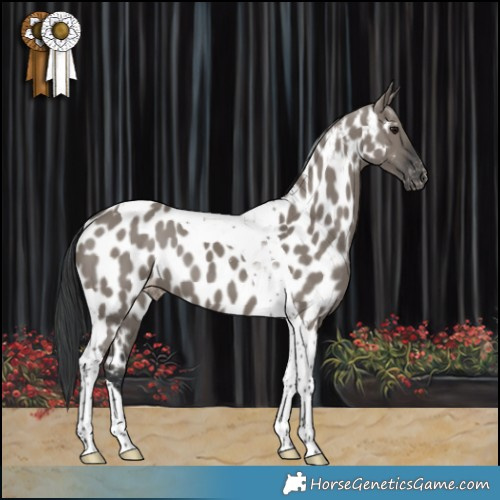 Horse Color:Grullo Tobiano Near Leopard