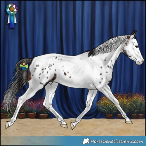 Horse Color:Brown Splash Tobiano Near Leopard 