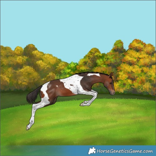 Horse Color:Bay Tobiano 