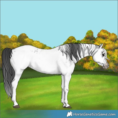 Horse Color:White Spotted Blue Roan Splash Frame Near Leopard