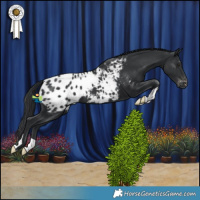 Horse Color:Black Blanket 