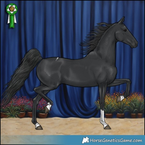 Horse Color:Black Tobiano 