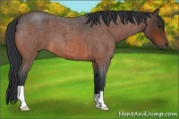 Horse Color:Bay Roan 