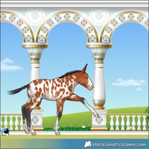 Horse Color:Bay Appaloosa Rabicano