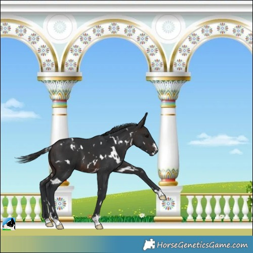 Horse Color:White Spotted Brown