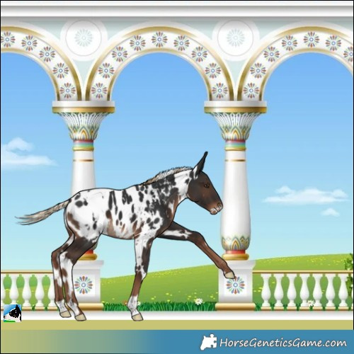 Horse Color:White Spotted Liver Chestnut Appaloosa 