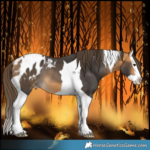 Horse Color:Buckskin Splash Tobiano Blanket Rabicano 