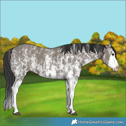 Horse Color:Grullo Sabino Splash and Grullo Sabino Splash