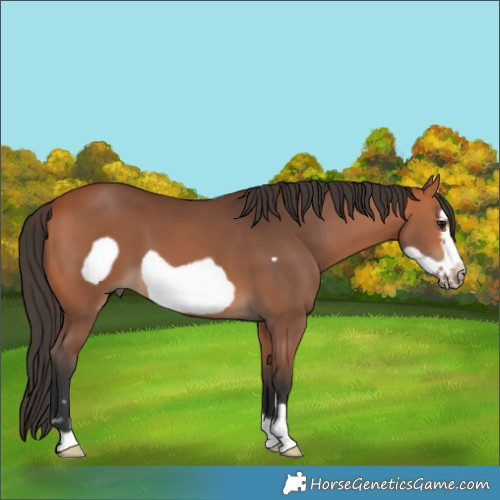 Horse Color:Bay Frame 