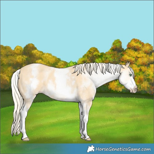 Horse Color:White Spotted Gold Cream Champagne 