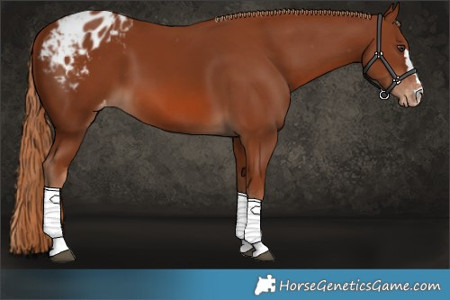 Horse Color:Chestnut Blanket
