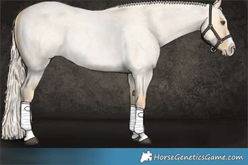 Horse Color:Palomino Roan Dun Splash