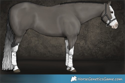 Horse Color:Grullo Splash 
