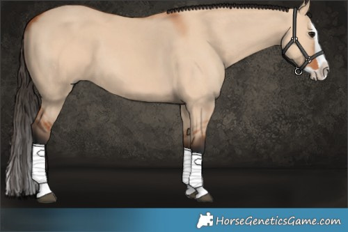 Horse Color:Bay Dun Splash