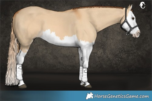 Horse Color:Red Dun Splash 