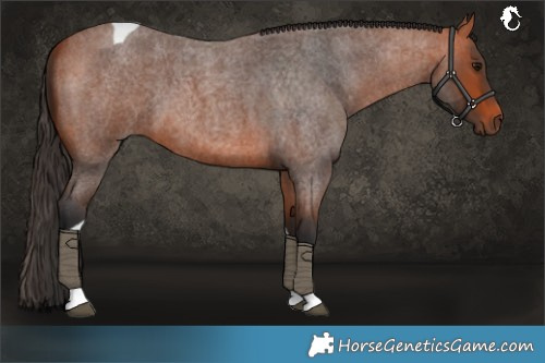 Horse Color:Bay Roan Tobiano