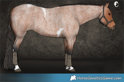 Horse Color:Bay Roan Tobiano 