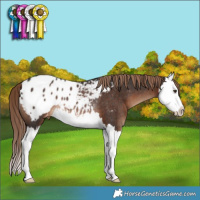 Horse Color:Liver Chestnut Splash Blanket Rabicano 