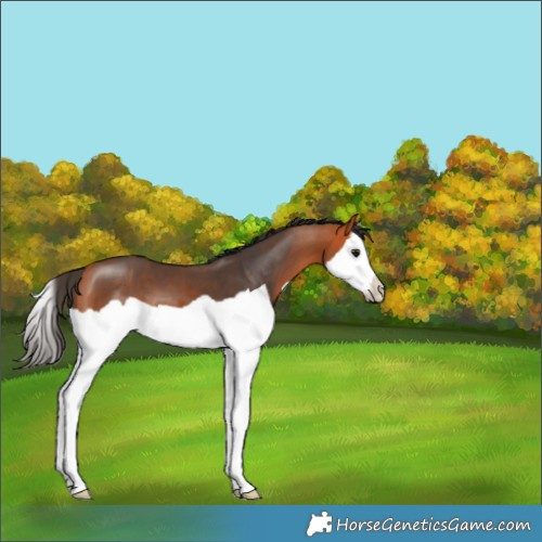 Horse Color:Bay Splash